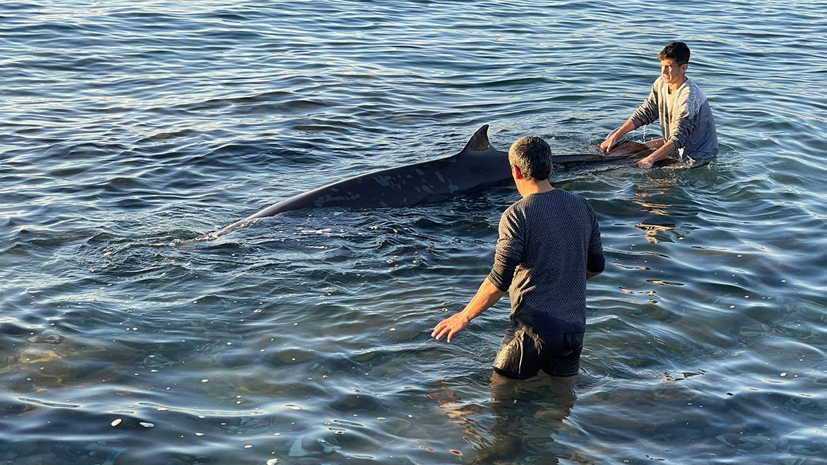 Kıyıya vuran yunusu depremzede aile kurtarde