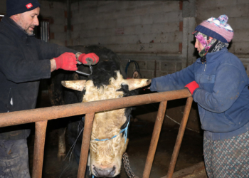 Kurbanlık boğalarını depremzedelere bağışladılar