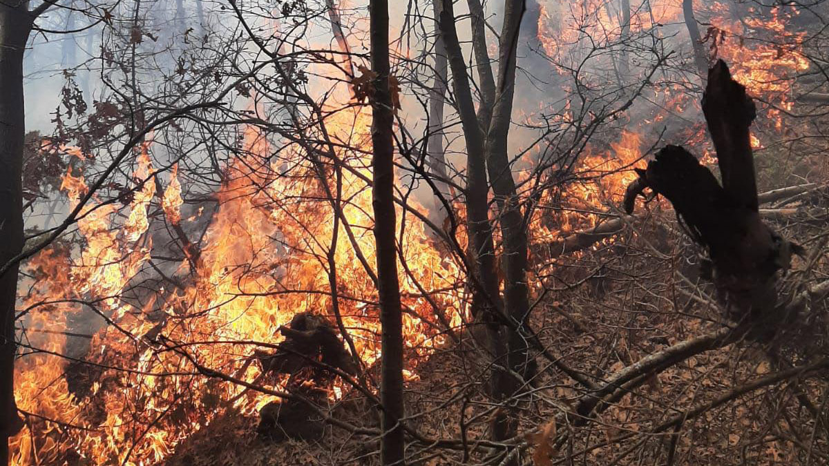 Manisa Turgutlu'da orman yangını
