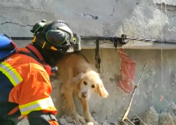 Portekiz ekibi Antakya’da bir köpeği kurtardı
