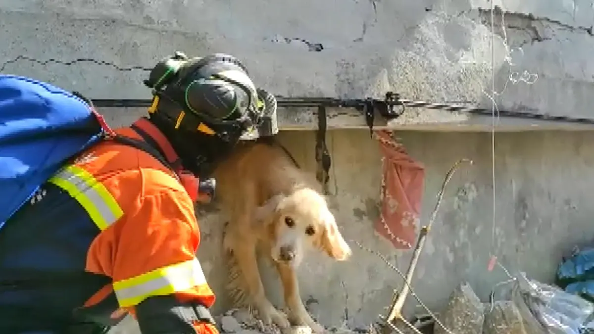 Portekiz ekibi antakya’da bir köpeği kurtardı