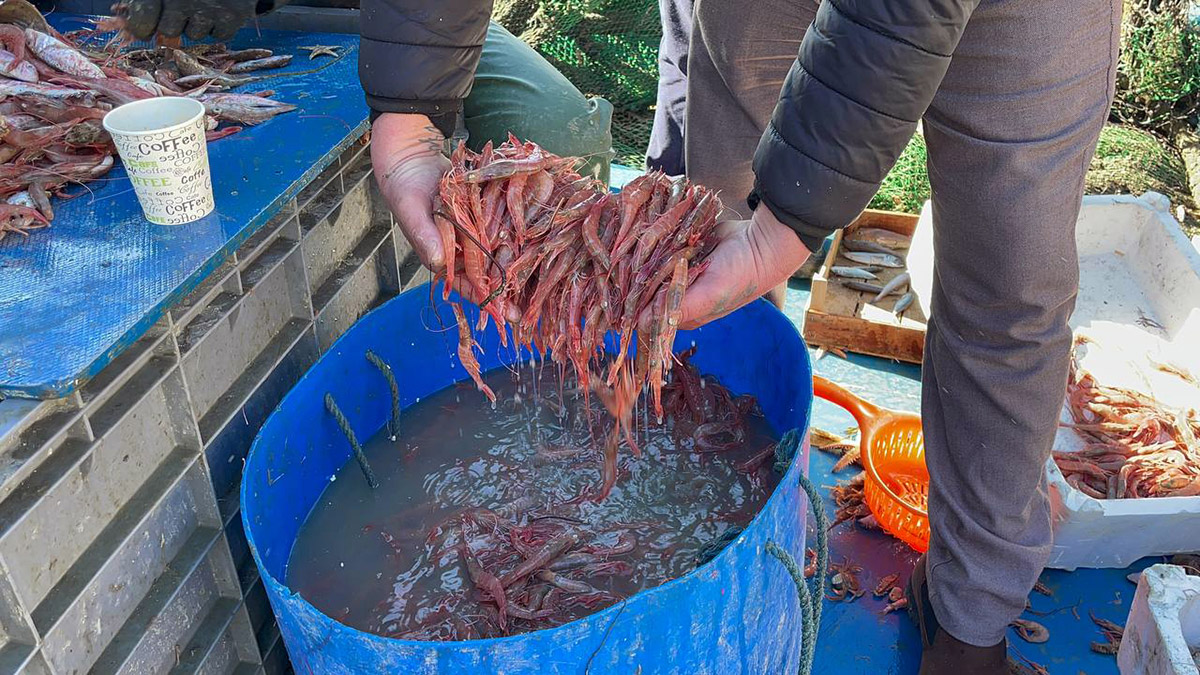 Tekirdağ'da av yasağı sonrası karides bereketi