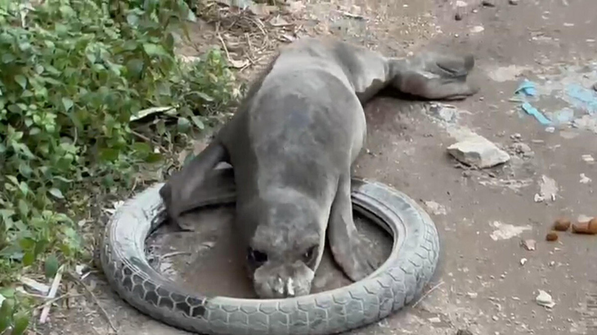 Yavru Akdeniz foku, sokak ortasında görüntülendi