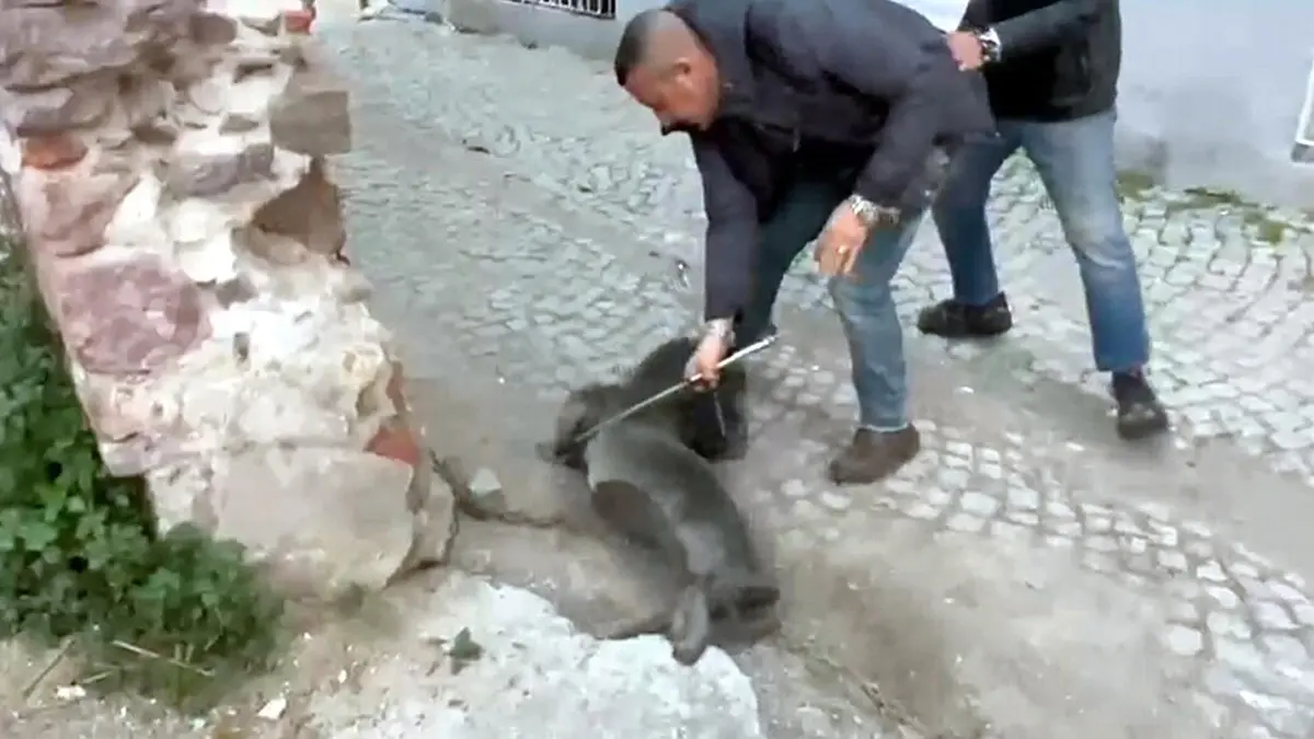 Yavru akdeniz foku sokak ortasinda goruntulendiz - yaşam - haberton