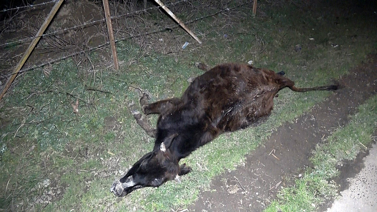 Yol kenarında 4 büyükbaş ölü bulundu