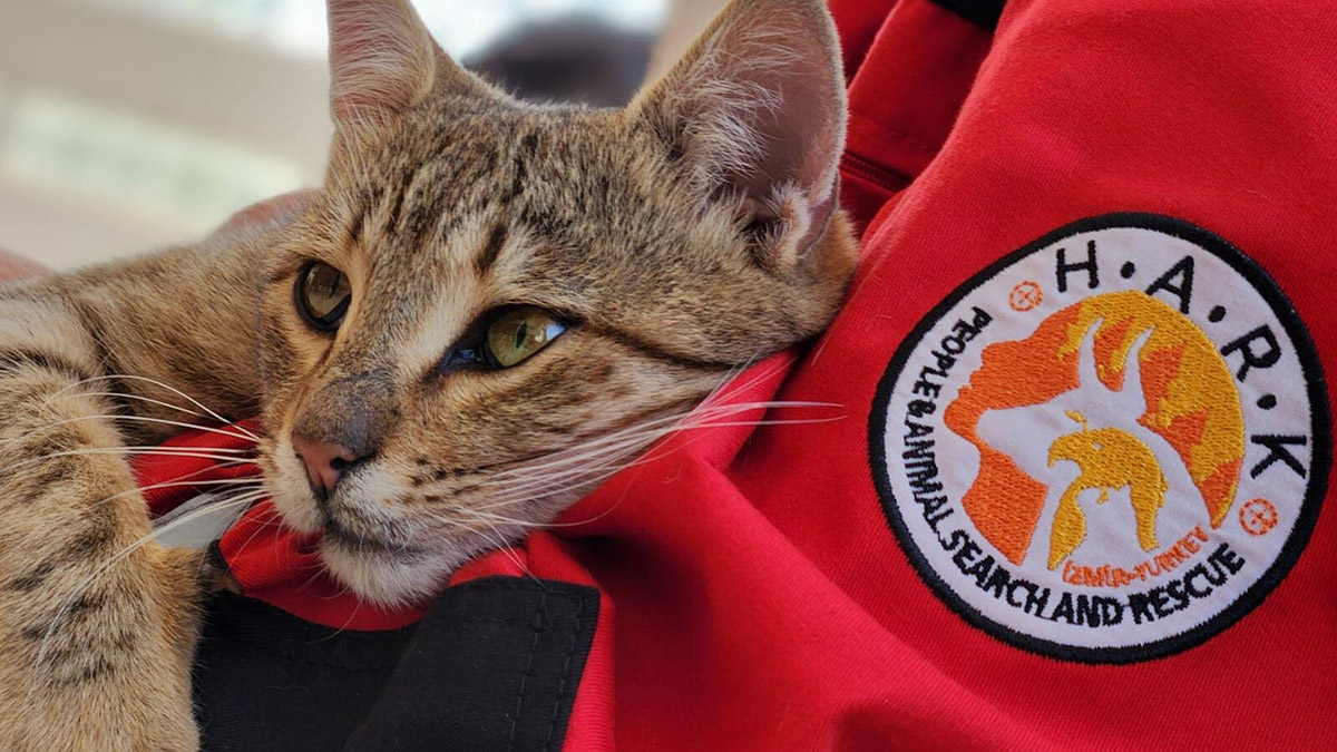 Yüzlerce can dostu, Kurtarılmış Çiftlik Hayvanları Barınağı'nda