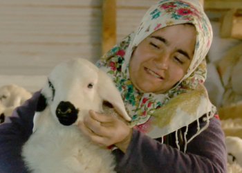 Evleri yıkılınca, koyunlarıyla birlikte yaşamaya başladılar