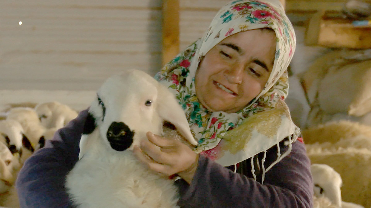 Evleri yıkılınca, koyunlarıyla birlikte yaşamaya başladılar