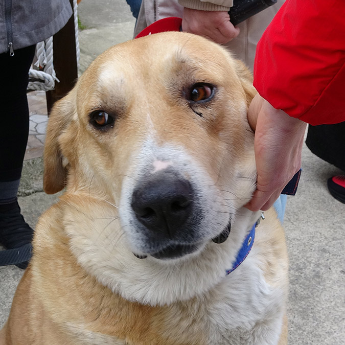 Mahallelinin can dostu 'Ayıcık' Trabzon'un 'Hachiko'su oldu