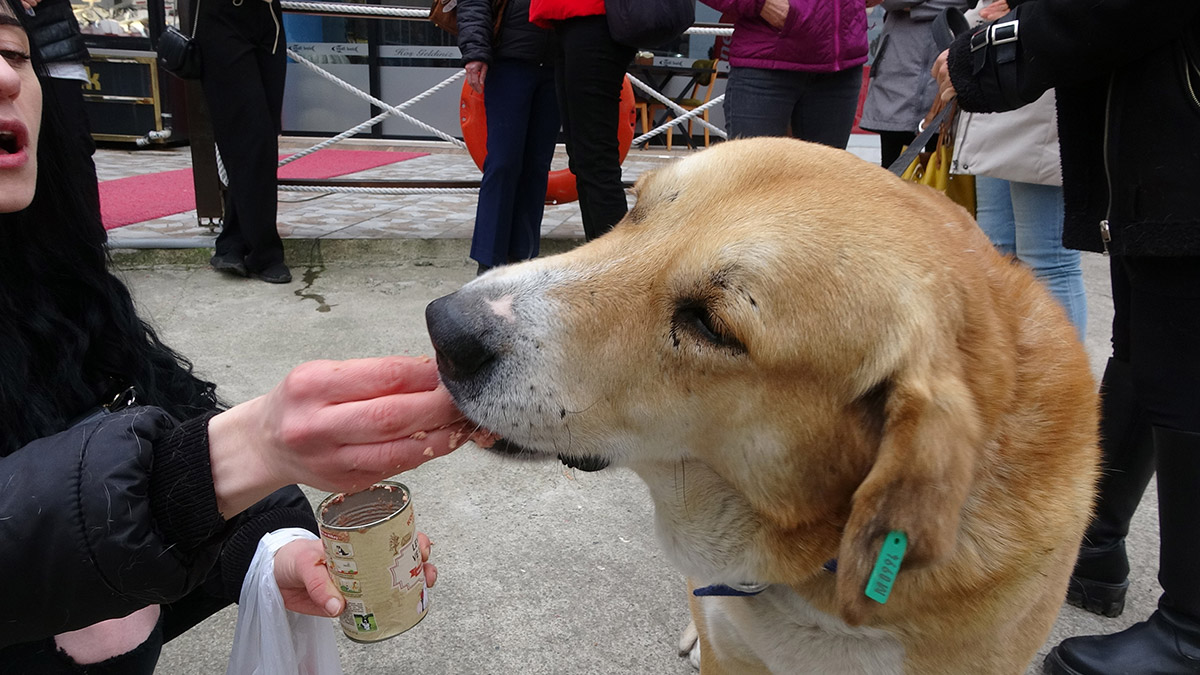 Mahallelinin can dostu 'Ayıcık' Trabzon'un 'Hachiko'su oldu