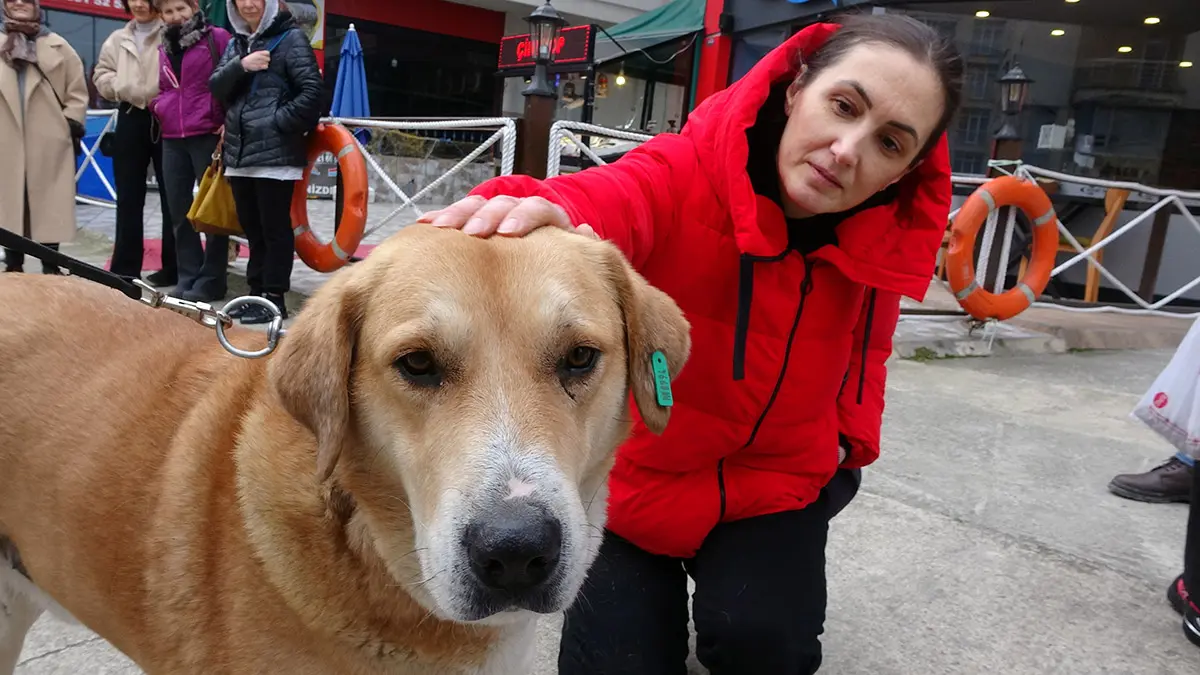 Trabzon’un ortahisar ilçesinde mahallelinin can dostu 'ayıcık' adını vererek beslediği 'labrador' cinsi köpek, 3 yıldır sahibinin terk ettiği yol kenarından ayrılmıyor.