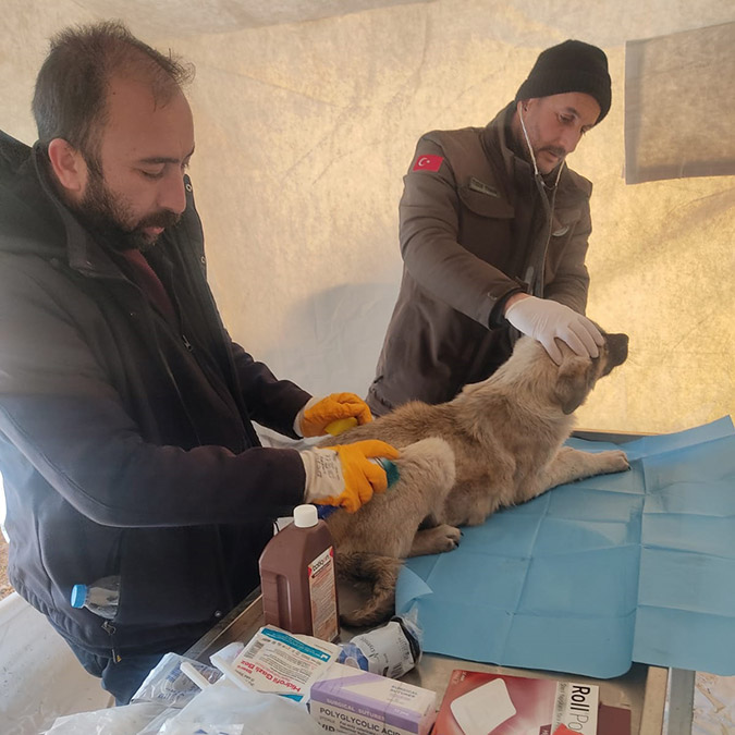 Tarım ve Orman Bakanlığı, deprem bölgesinde hizmet veren geçici kliniklerde 50'si enkaz altından kurtarılan, 300'den fazla hayvanın tedavi edildiğini, sahipsiz hayvanlar için 50 ton yaş ve kuru mama bırakıldığını açıkladı.