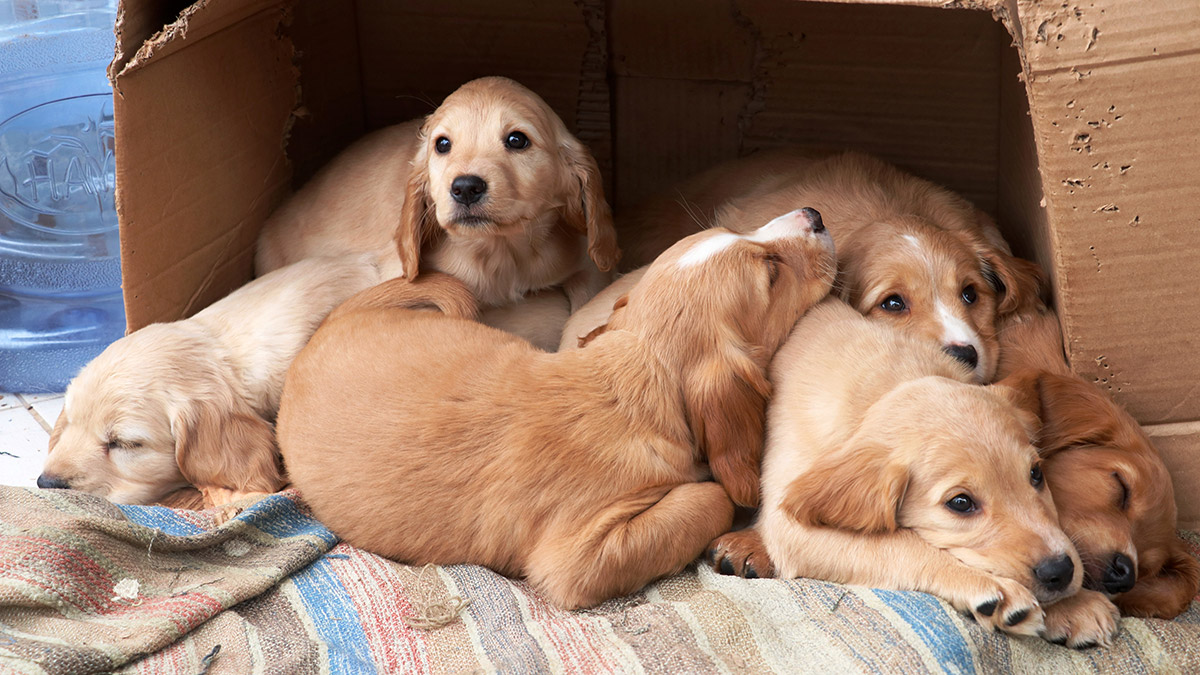 İskenderun'da evleri hasar gören Seda 8 canı kurtardı