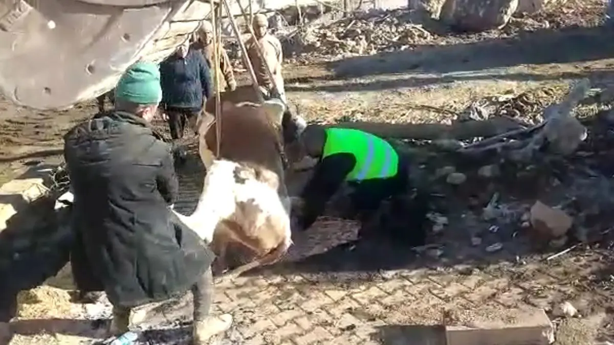Depremden 300 saat sonra bir inek sağ kurtarıldı