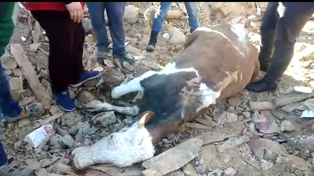 Depremden 300 saat sonra bir inek sağ kurtarıldı
