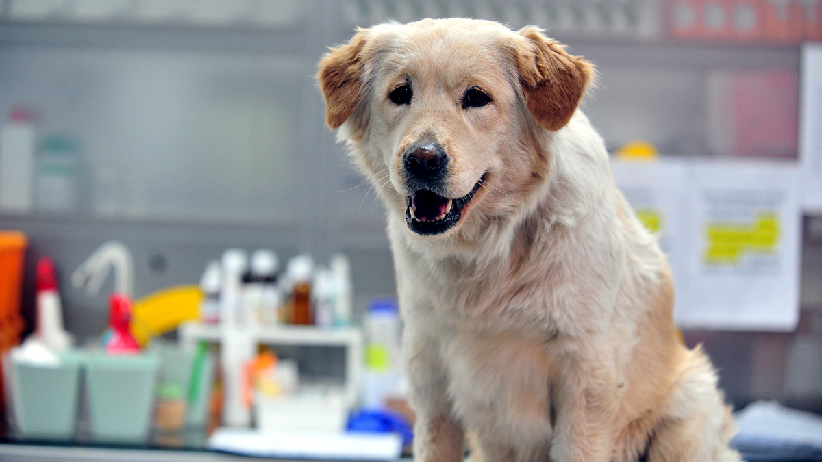 Mucize'nin yaşadığı müjdesi ailesine verildi