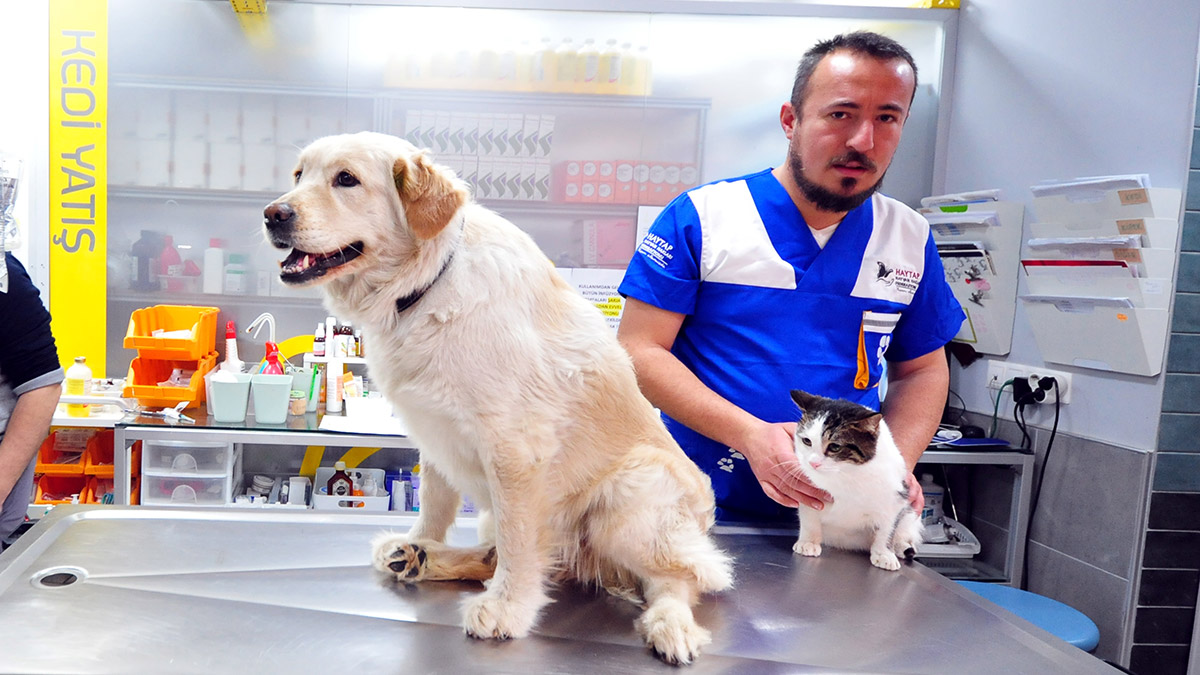 Hatay'da enkazdan çıkarılıp, HAYTAP görevlilerince Bursa’ya getirilen Golden cinsi köpeğin çip kontrolünde, isminin 'Mucize' olduğu ortaya çıktı. Görevliler, Hatay'daki sahiplerine ulaşıp Mucize'nin yaşadığı müjdesini verdi.