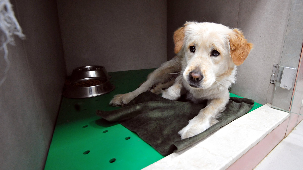 Mucize'nin yaşadığı müjdesi ailesine verildi