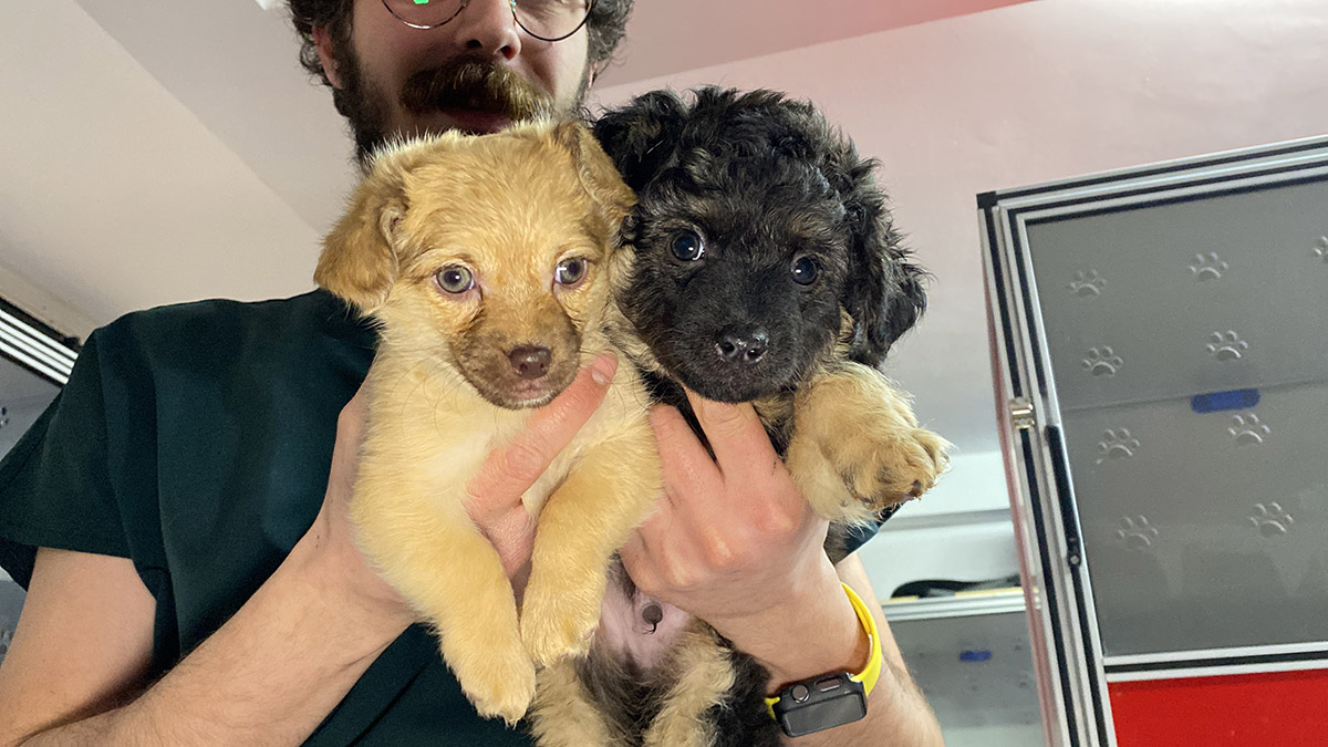 Depremden etkilenen hayvanlar ücretsiz tedavi ediliyor