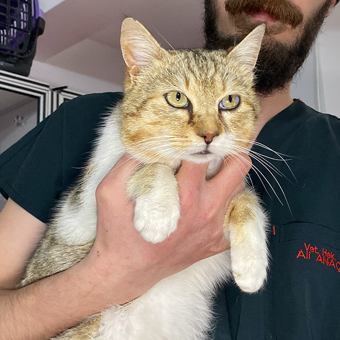 Kocaeli Veteriner Hekimleri Odası'nın girişimleriyle depremden etkilenen hayvanlar, kente getirilerek veteriner kliniklerinde ücretsiz tedavi ediliyor.