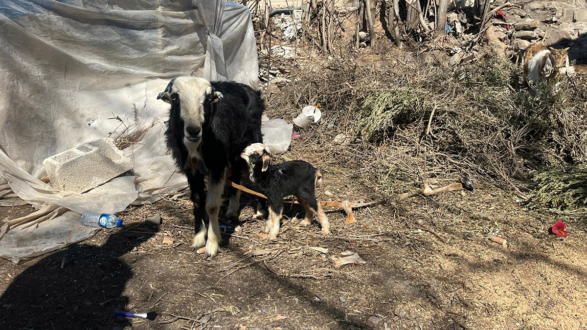 Yeni doğan kuzunun adını Deprem koydular