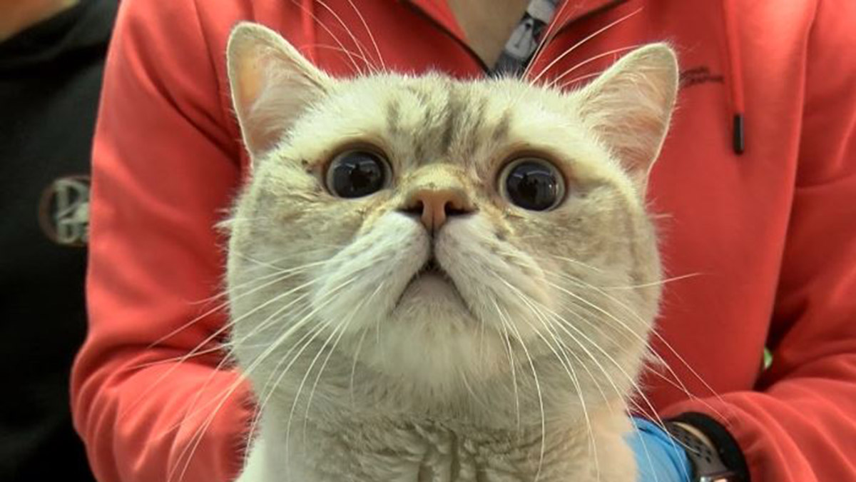 Depremde yaralı kurtarılan kedinin sahibi bulundu