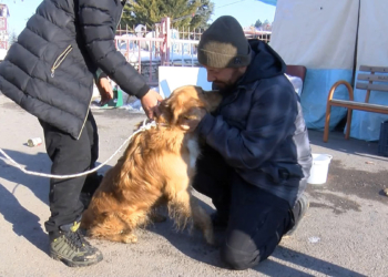 Hasarlı evde 5 gün mahsur kalan köpek kurtarıldı