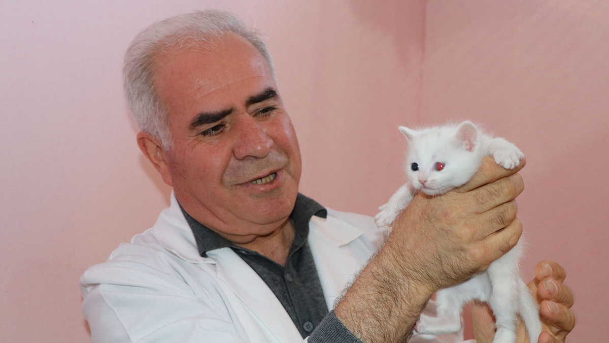 9 Van kedisi, Kedi Villası'nda misafir ediliyor