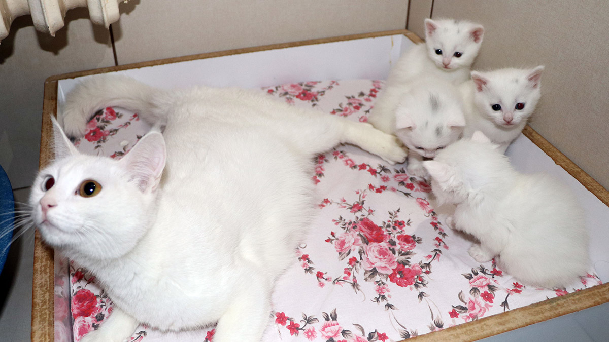 9 Van kedisi, Kedi Villası'nda misafir ediliyor