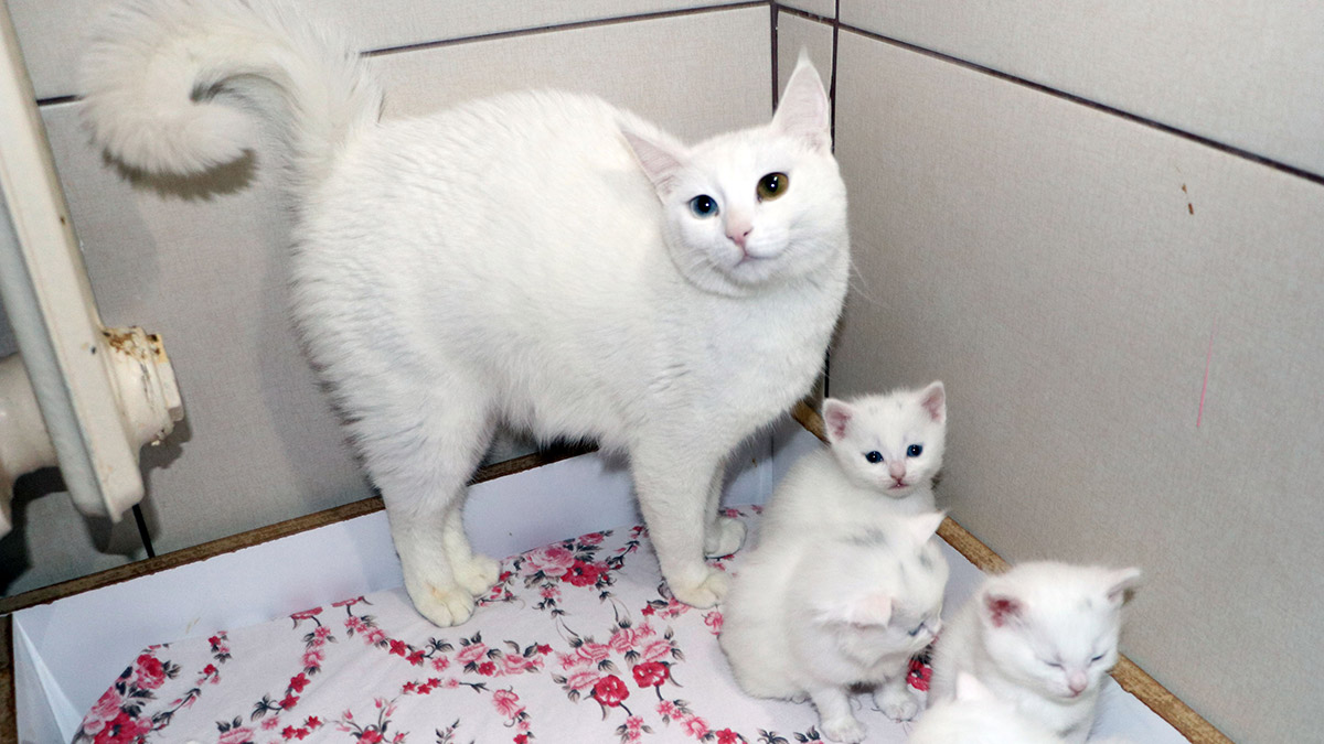 Kahramanmaraş merkezli 11 ili etkileyen depremlerden sahipleri ile birlikte kurtulan 5'i yavru 9 Van kedisi, Van Yüzüncü Yıl Üniversitesi (YYÜ) Kedi Villası'nda misafir ediliyor.