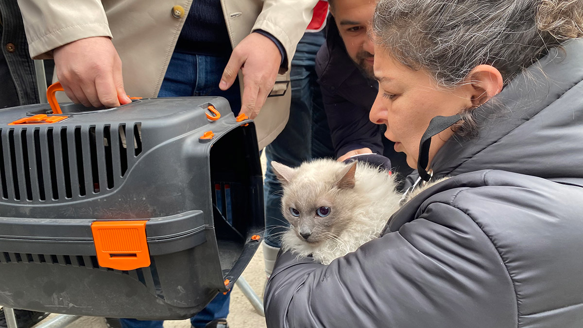 Galeria Sitesi'ndeki kediler bir bir kurtarılıyor
