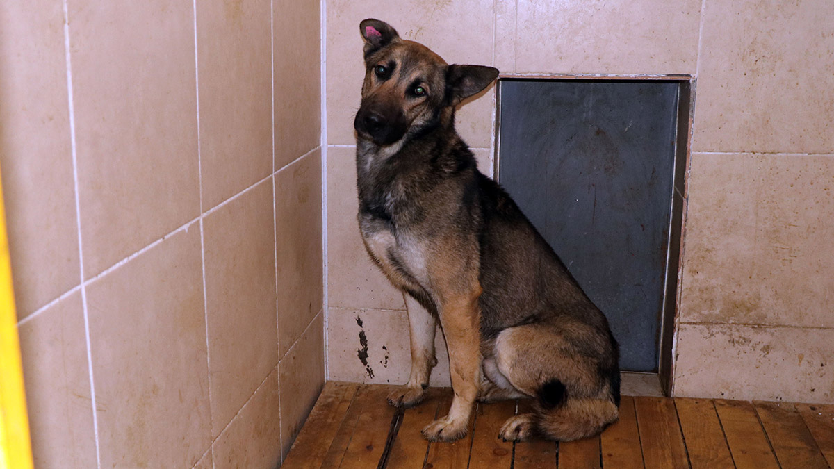 Emir Mete'nin ölümüne neden olan Alman kurdu barınakta tutuluyor