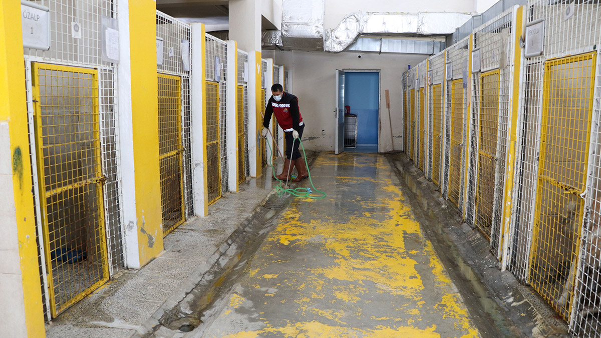 Emir Mete'nin ölümüne neden olan Alman kurdu barınakta tutuluyor