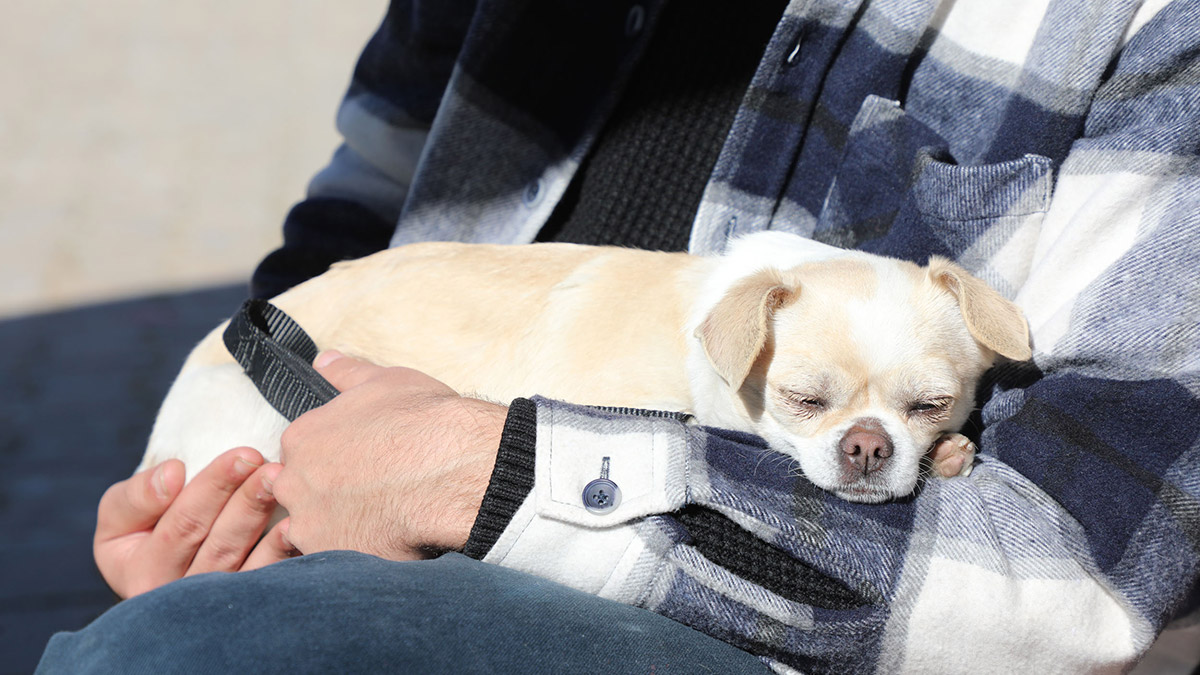 Karamel isimli köpek çipi sayesinde sahibine kavuştu