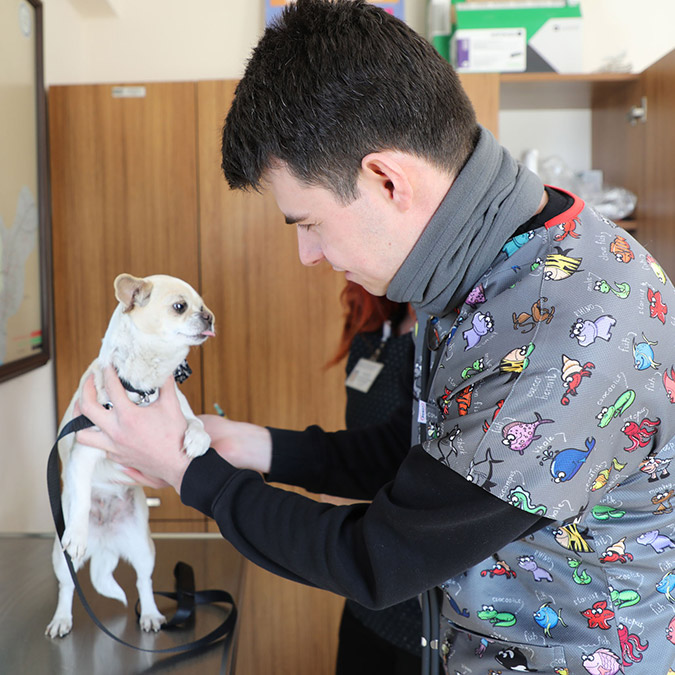Karamel isimli köpek çipi sayesinde sahibine kavuştu