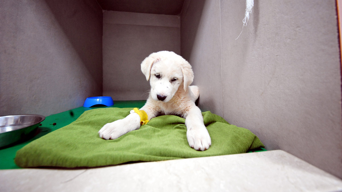 Deprem bölgesinde sahra çadırları kuran HAYTAP sahipsiz hayvanlara ulaşmaya çalışıyor. Depremde yaralanan 100 evcil hayvan, geçici olarak Bursa'ya getirilerek kliniklerde tedaviye alındı.