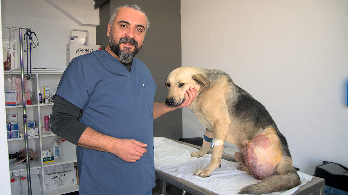 Hatay’da, enkazda tüfekle vurulmuş halde bulunan köpeğin bacağı ampute edildi. Tüfekle vurulduğu belirlenen ve sol arka bacağı kesilen köpeğe ‘Umut’ adı verildi.