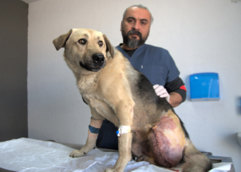 Tüfekle vurulmuş halde bulunan köpeğin bacağı ampute edildi