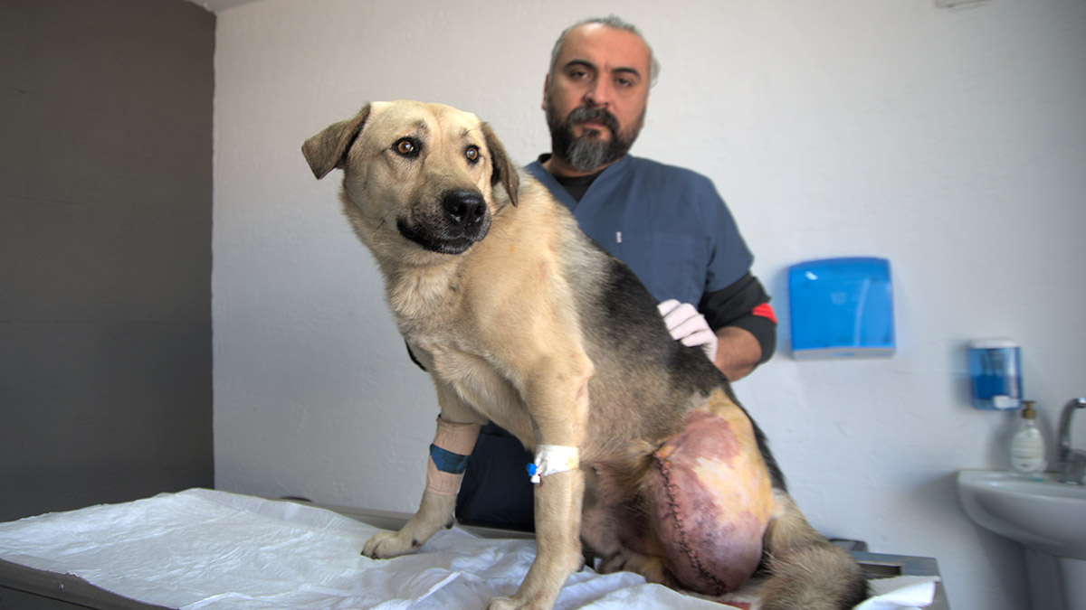 Tüfekle vurulmuş halde bulunan köpeğin bacağı ampute edildi