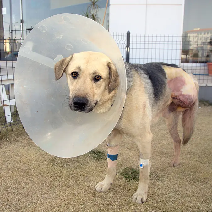 Tüfekle vurulmuş halde bulunan köpeğin bacağı ampute edildi