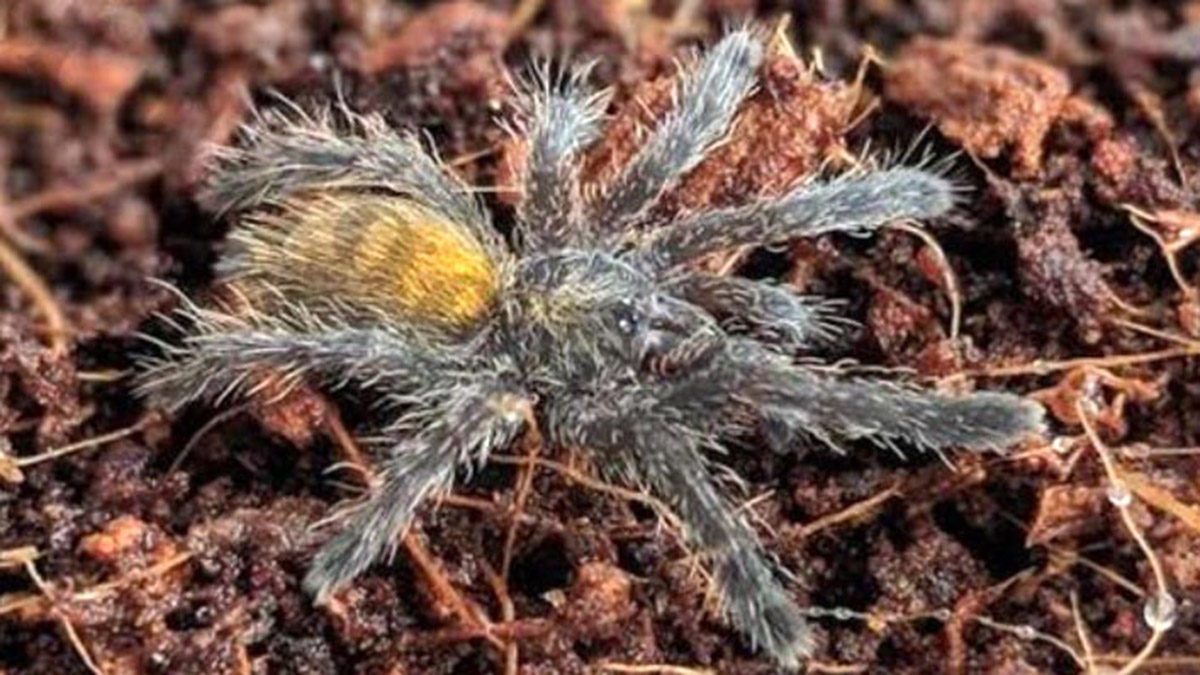 Tarantulalar da internete düştü