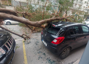 İzmir'de kuvvetli rüzgar; Ağaçlar devrildi