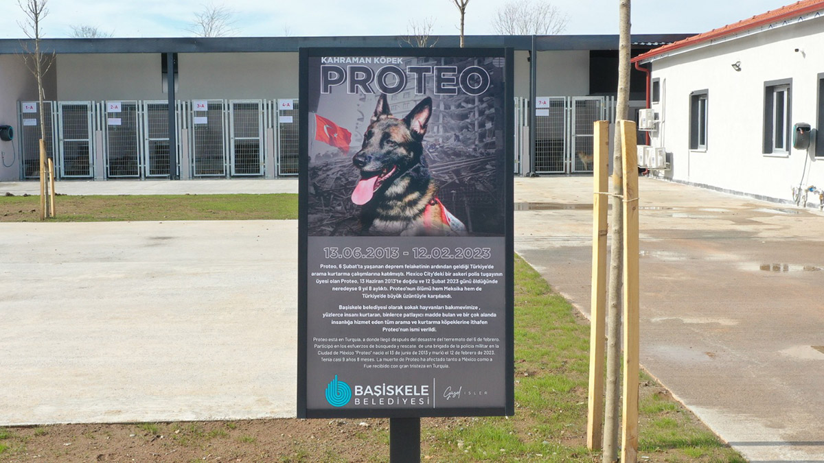 Proteo isimli köpeğin adı Kocaeli'de yaşayacak