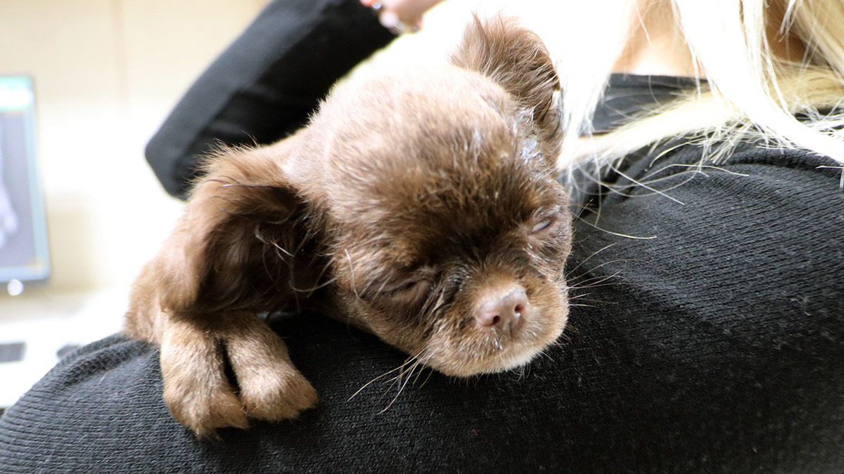 Kahve'nin yapışık parmakları operasyonla ayrıldı