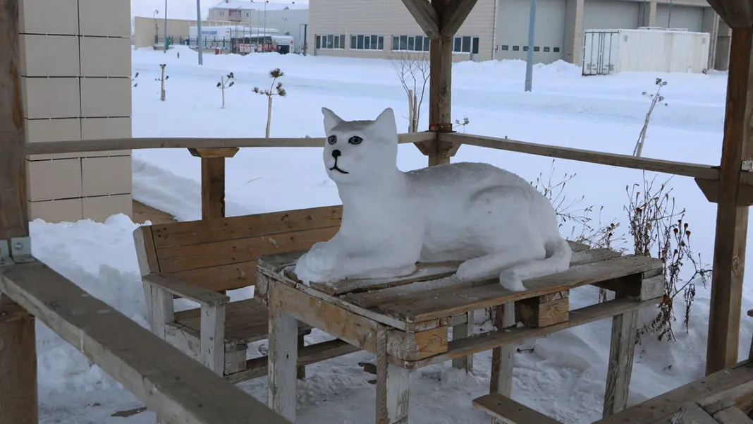 Kardan Van kedisi yaptılar