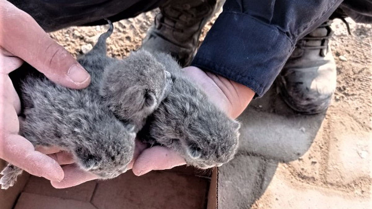 Yıkılan binanın enkazında kalan 5 yavru kediyi kurtardılar