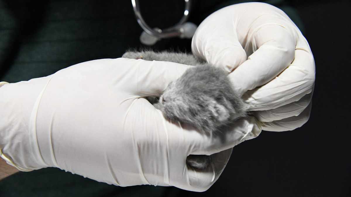 Osmaniye'de yıkılan binanın enkazında kalan 5 yavru kediyi, itfaiye ve jandarma ekipleri kurtardı. Sağlık durumları iyi olan kedilerin, anne sütü destekli özel mamayla beslendikleri kaydedildi.