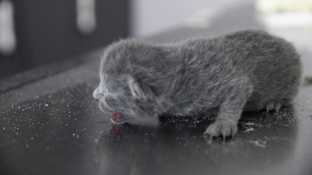 Yıkılan binanın enkazında kalan 5 yavru kediyi kurtardılar