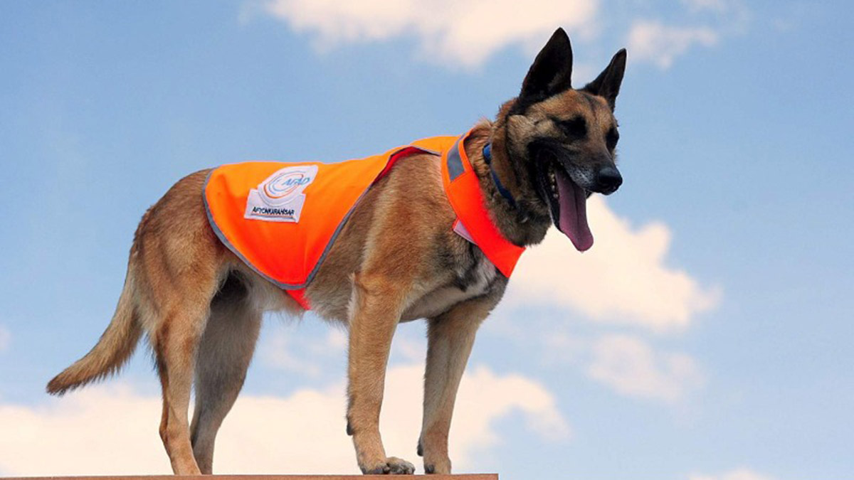 Hayvanların depremi önceden hissetmesinin bilimsel dayanağı yok