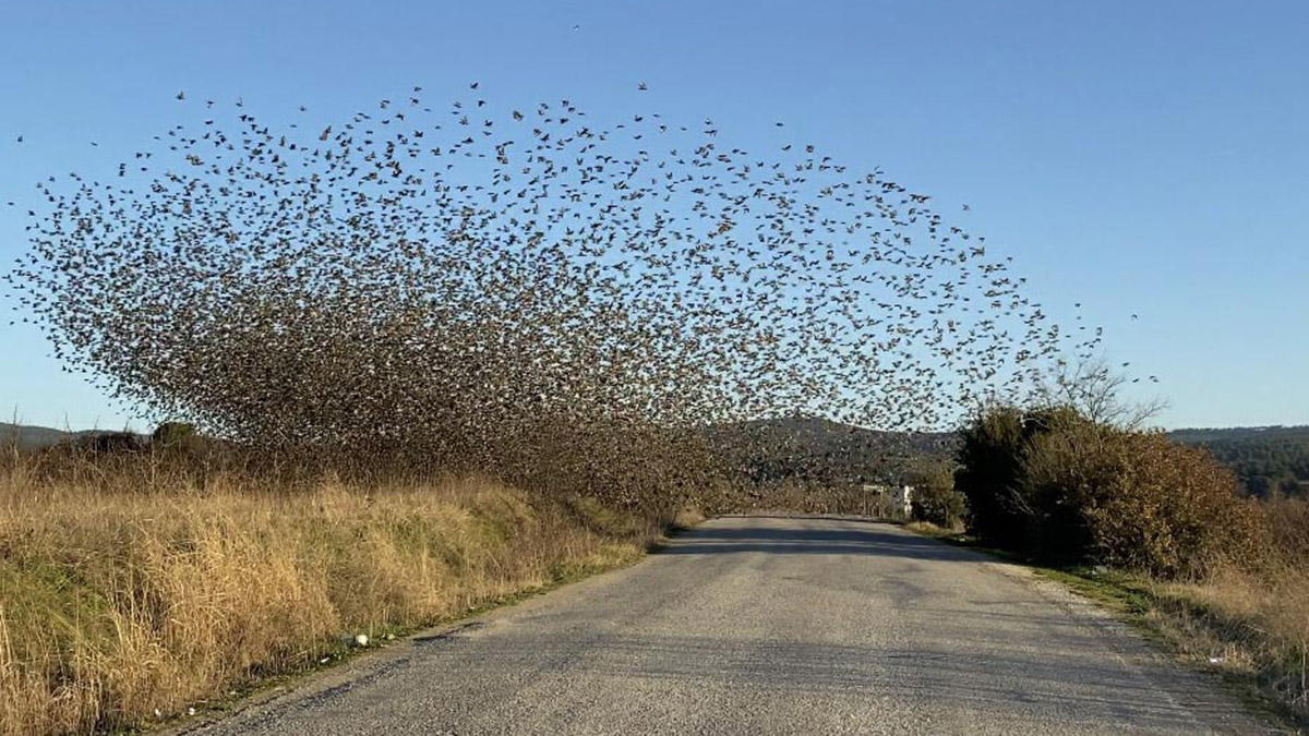 'Sığırcık dansı' yırtıcılardan korunmak için yapılıyormuş